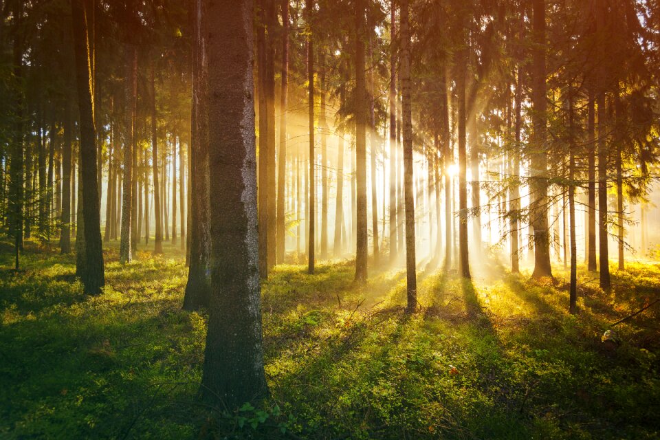 Forest trees sunrise sunshine