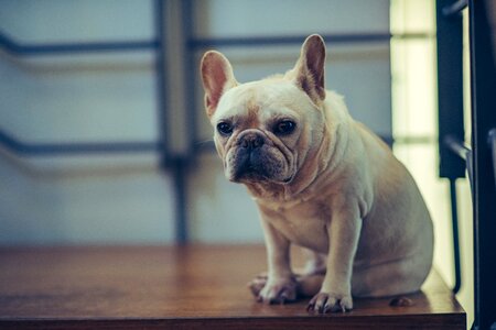 French bulldog dog