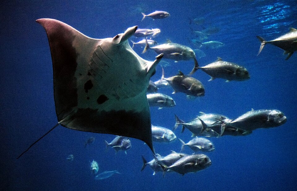 Giant oceanic manta ray