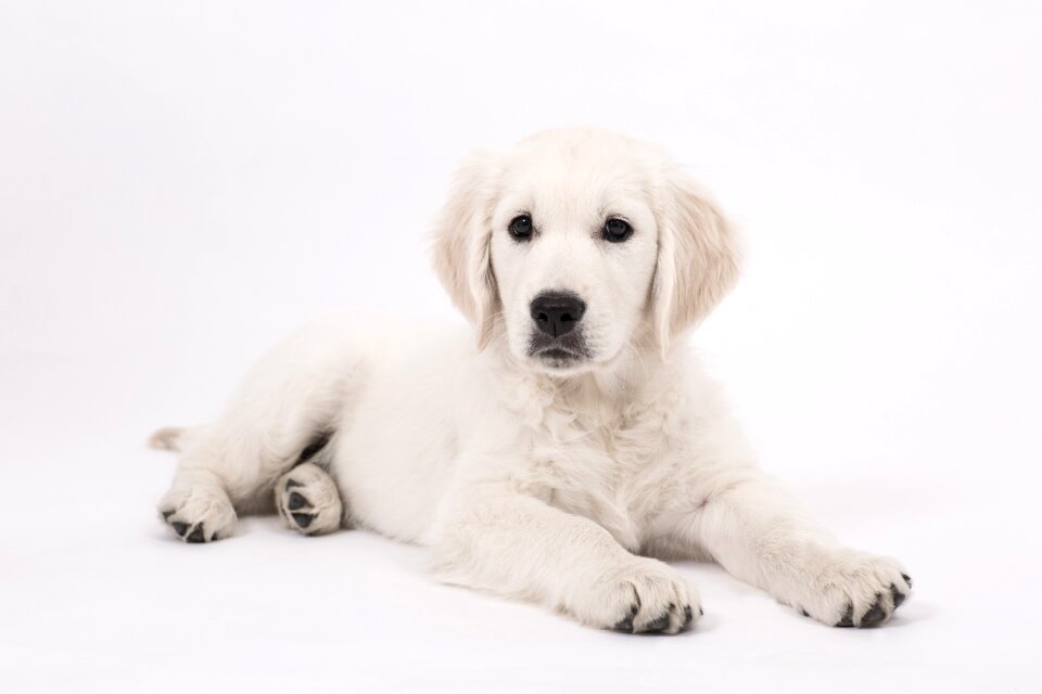 Golden retriever dog animal