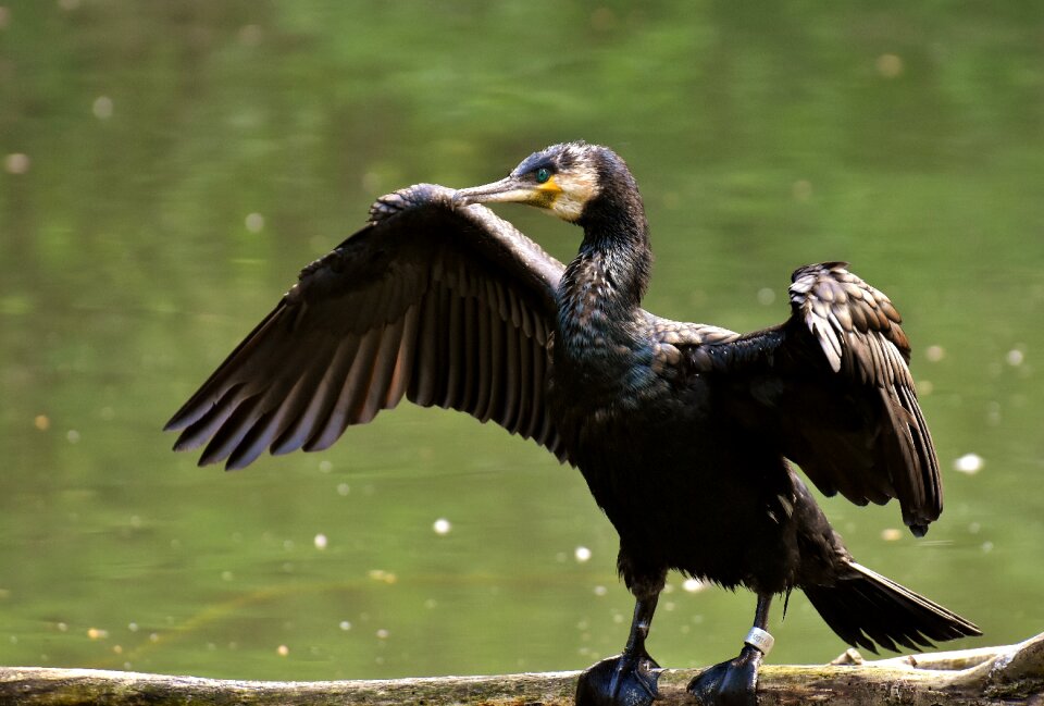Great cormorant bird
