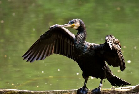 Great cormorant bird