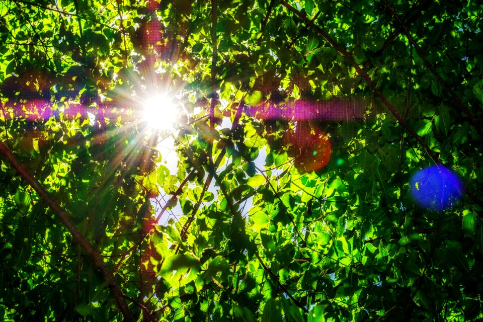 Green leaves sunshine