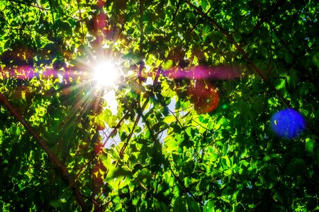 Green leaves sunshine