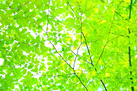 Green leaves