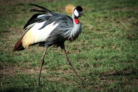 Grey crowned crane bird photo