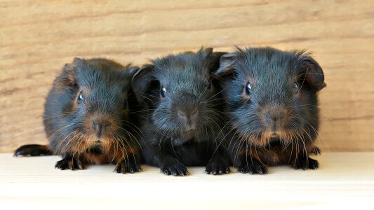 Guinea pigs animal photo