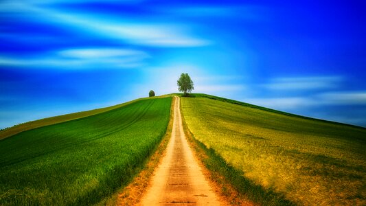 Hill grassland road tree