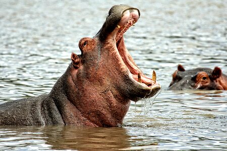 Hippopotamus animal