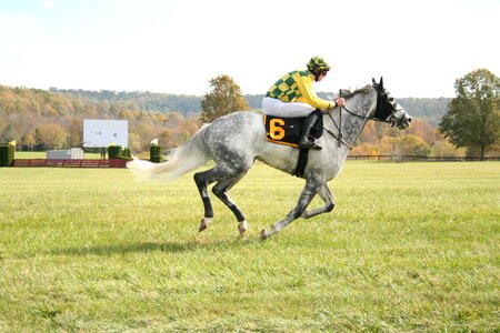 Horse racing jockey