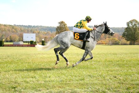 Horse racing jockey photo