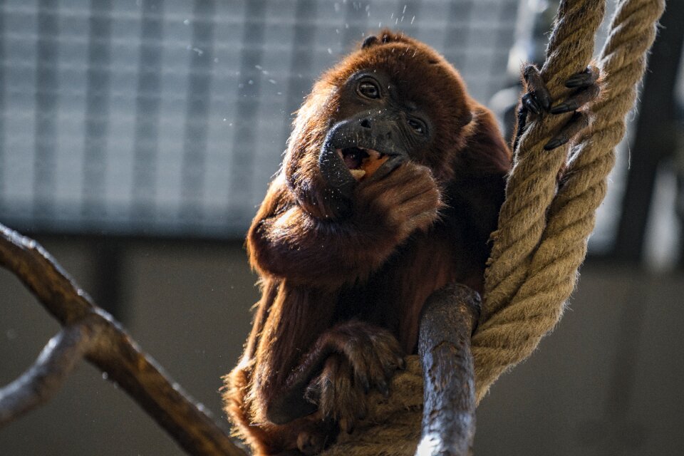Howler monkey animal