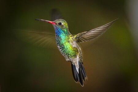 Hummingbird bird photo