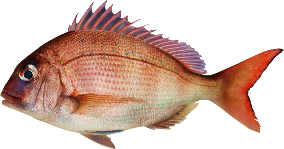 Japanese red seabream fish