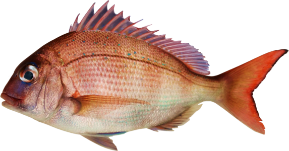 Japanese red seabream fish