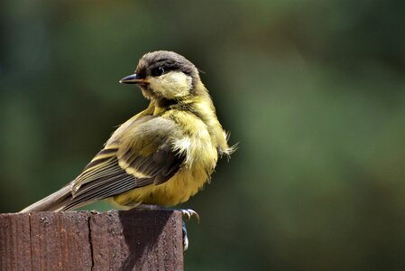 Japanese tit bird