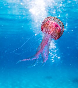 Jellyfish animal photo