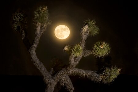 Joshua tree moon night photo