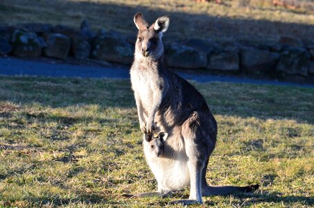 Kangaroos animal