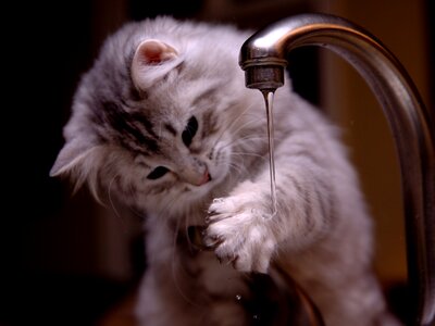 Kitten cat animal