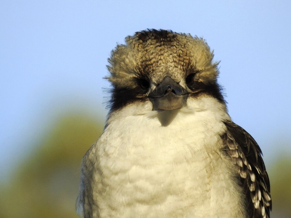 Laughing kookaburra bird