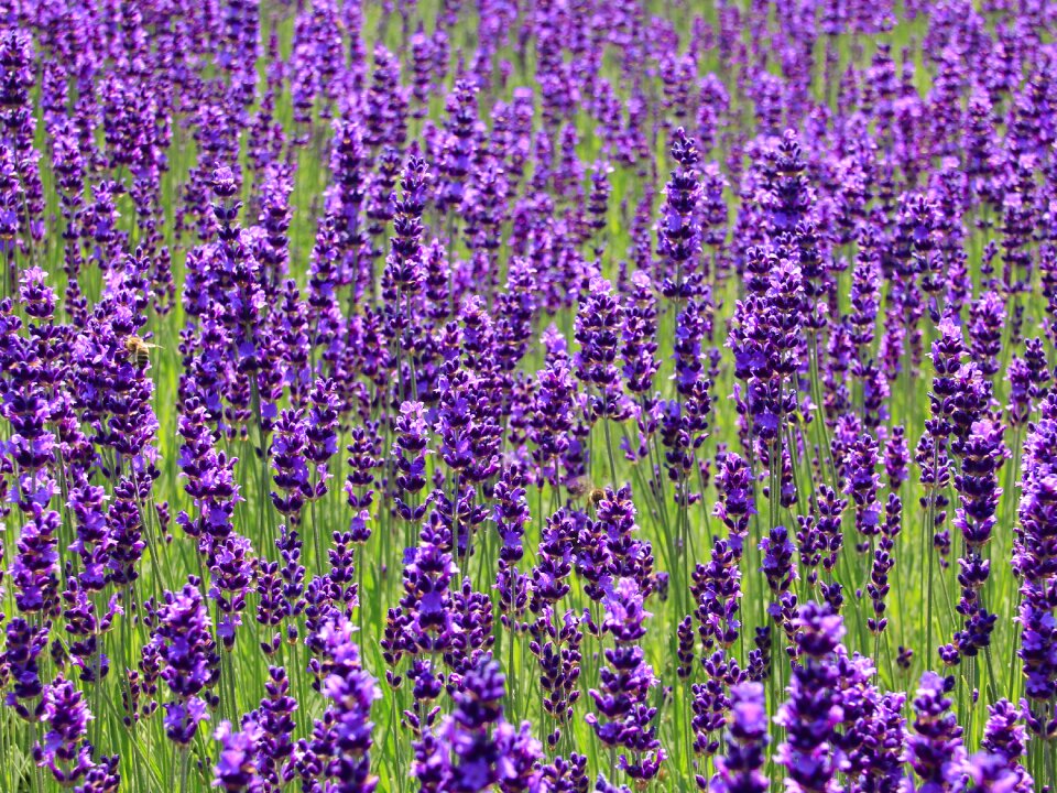 Lavender flower field