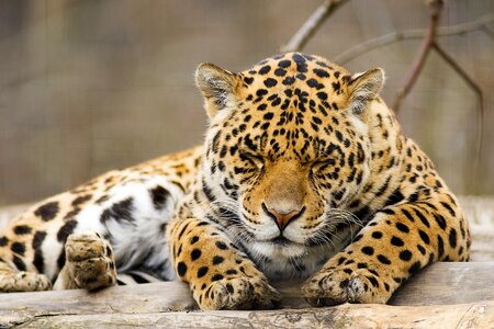 Leopard animal sleeping photo