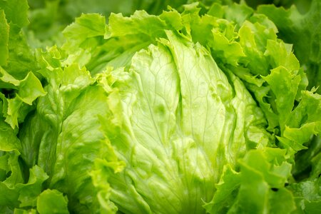 Lettuce vegetable