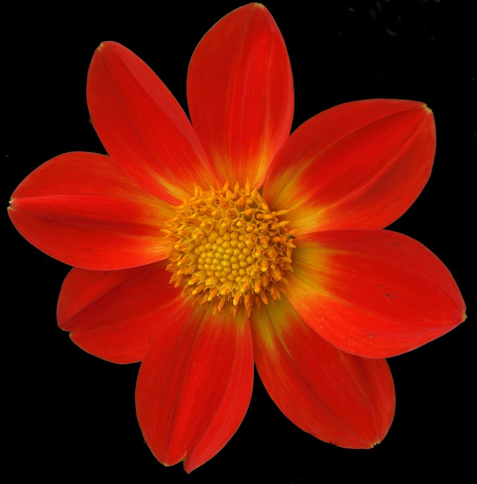 Flora botany orange