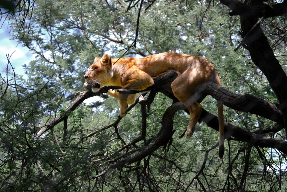 Lion animal tree photo
