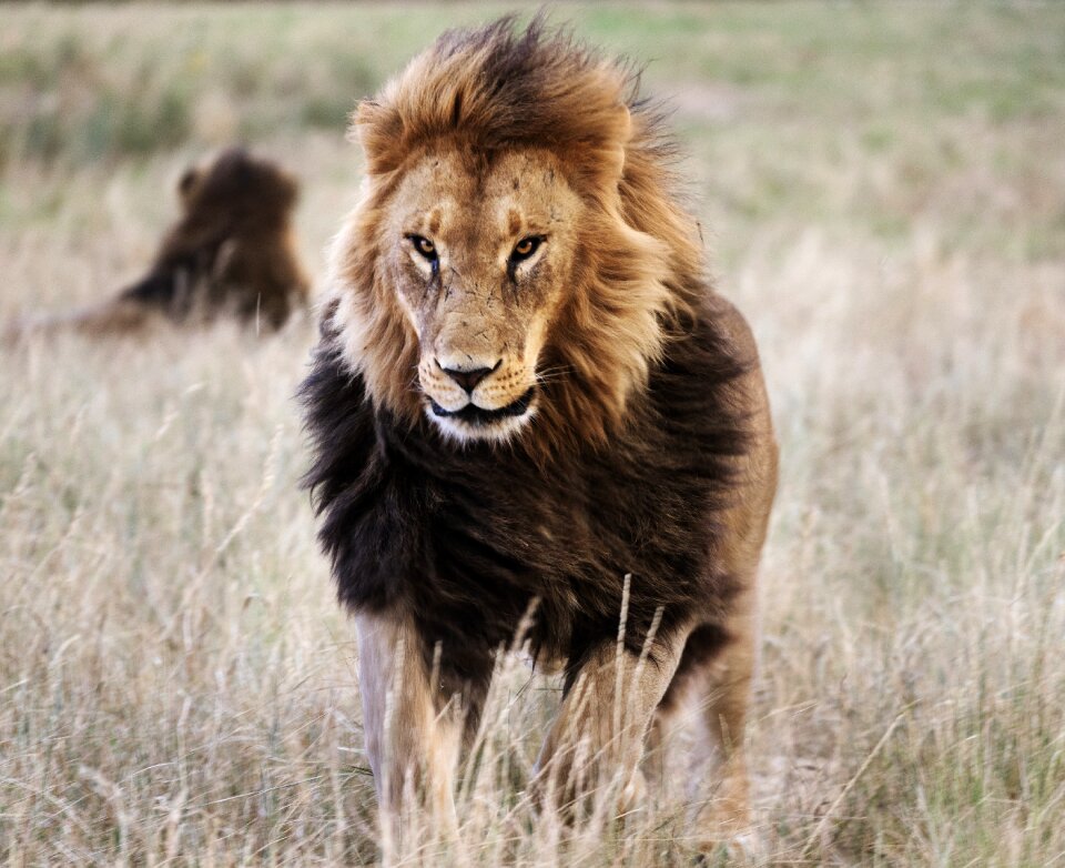 Lion animal photo