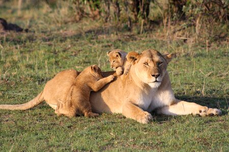 Lion cubs animal photo
