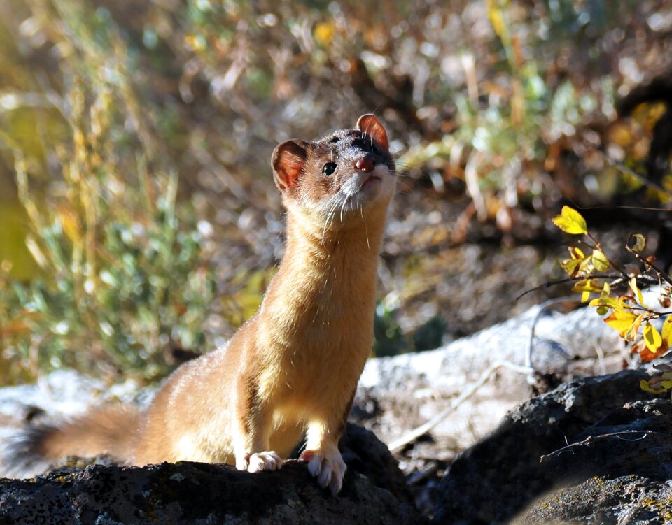 Long tailed weasel animal