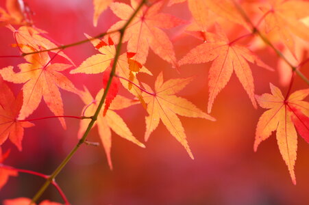 Maple autumn leaves photo