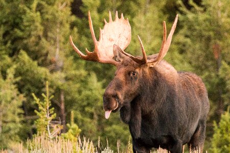 Moose elk animal photo