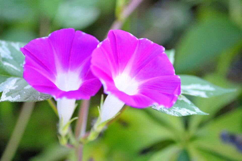 Morning glory flower