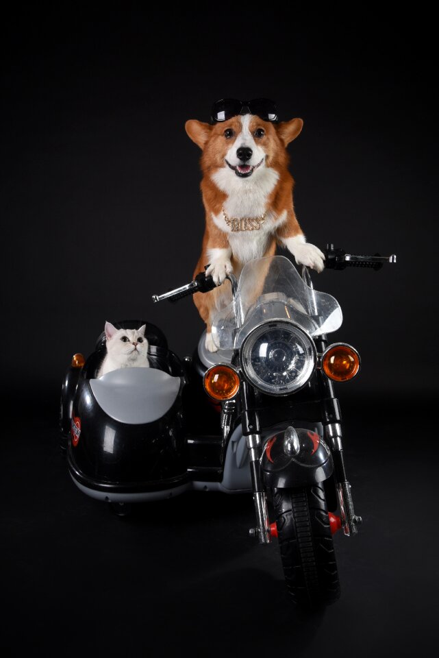 Motorcycle sidecar dog cat