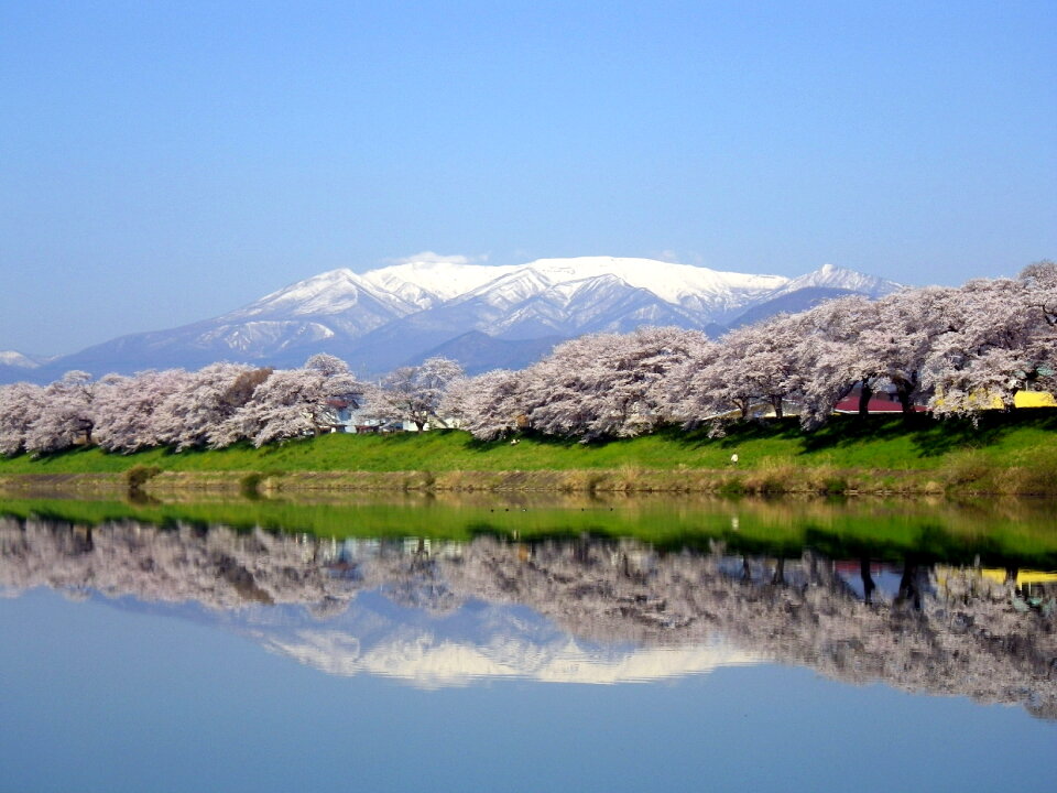 Mount zao cherry blossoms
