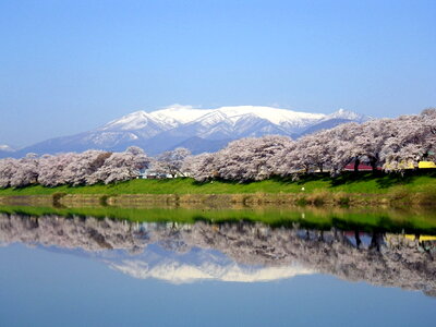 Mount zao cherry blossoms