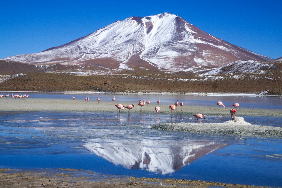 Mountain lake flamingo