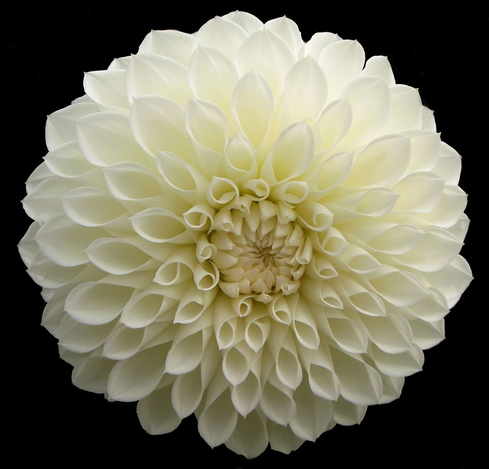 Bloom blossom isolated