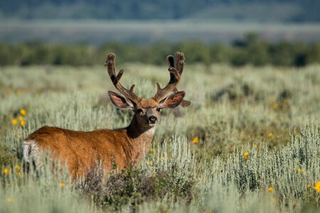 Mule deer animal