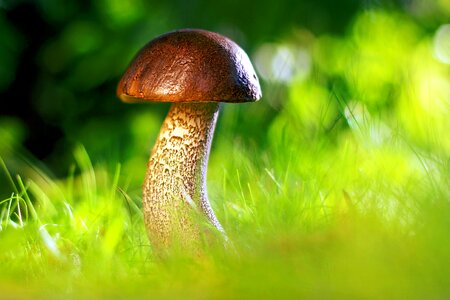 Mushroom grass