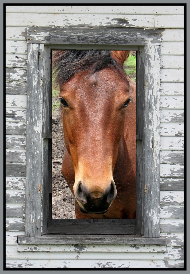 Horse ranch equine gray horse