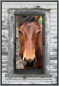 Horse ranch equine gray horse photo