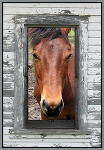 Horse ranch equine gray horse