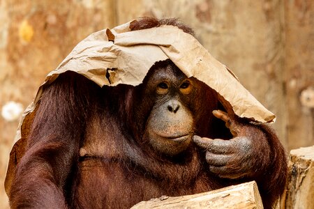 Orangutan monkey animal photo