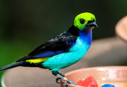 Paradise tanager bird