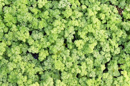 Parsley vegetable