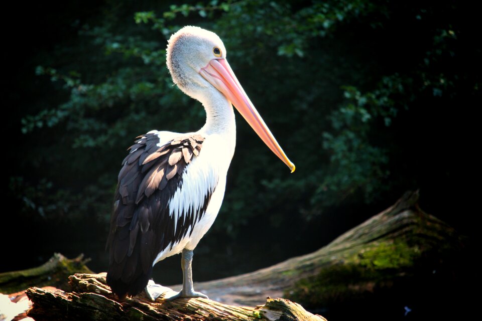 Pelecanus conspicillatus
